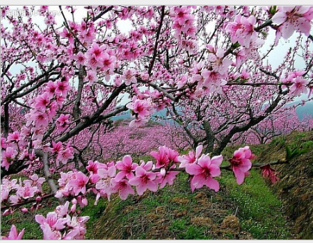 桃樹(shù)新品種-陜西中油16優(yōu)系桃品種