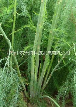 蘆筍種子產(chǎn)量高/專賣蘆筍種子/蘆筍種子銷售 道格拉斯蘆筍種子