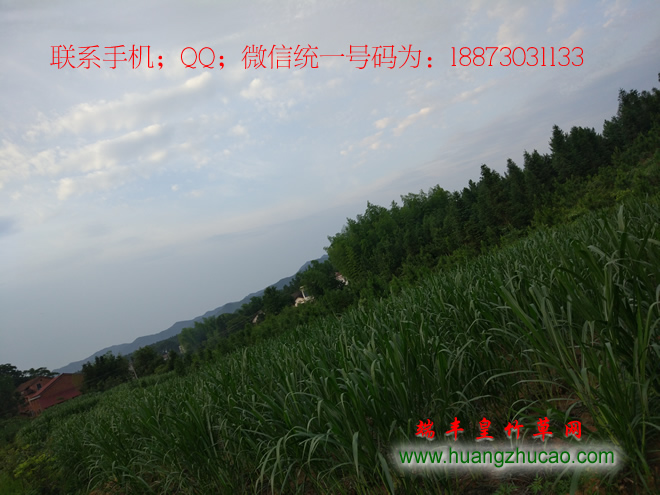 2017年新型皇竹草種節(jié)批發(fā)