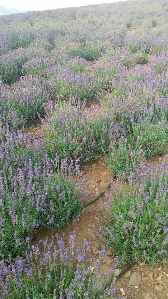 薰衣草花海 薰衣草種植基地