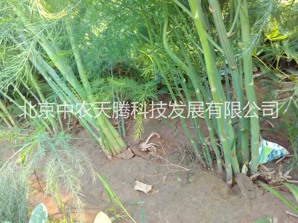 蒙德歐蘆筍種子  高產(chǎn) 蒙德歐蘆筍種子   蒙德歐蘆筍種子價格