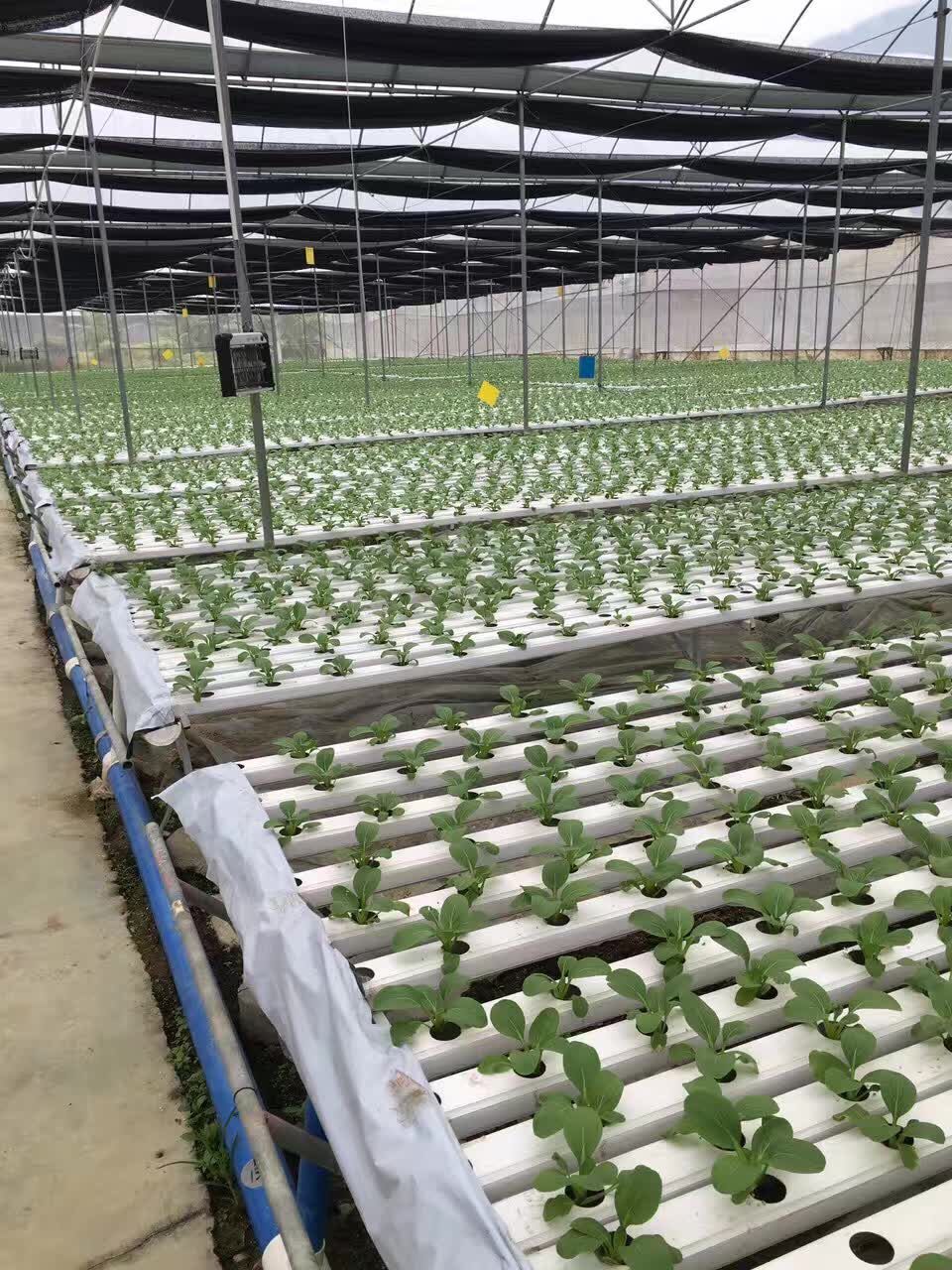 黃埔蔬菜配送公司、黃埔食材配送，紅豆蔬菜配送更專業(yè)、更實在的