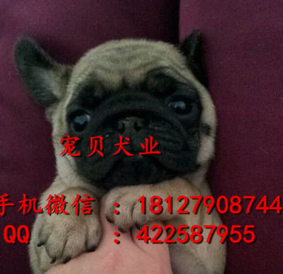 巴哥