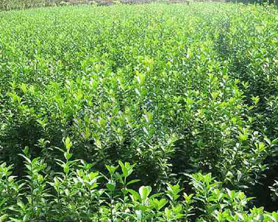 河北哪里有賣大葉黃楊球的什么價