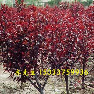 紫葉李、榆葉梅、紫葉矮櫻、 紅葉碧桃、木槿 紫葉李、榆葉梅、紫葉矮櫻、碧桃