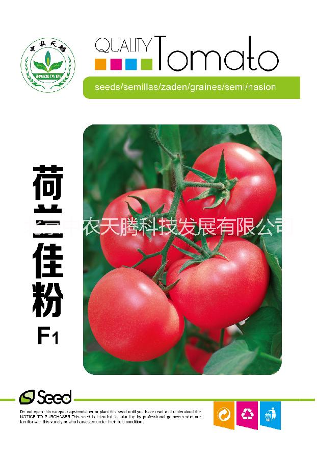 荷蘭佳粉番茄種子