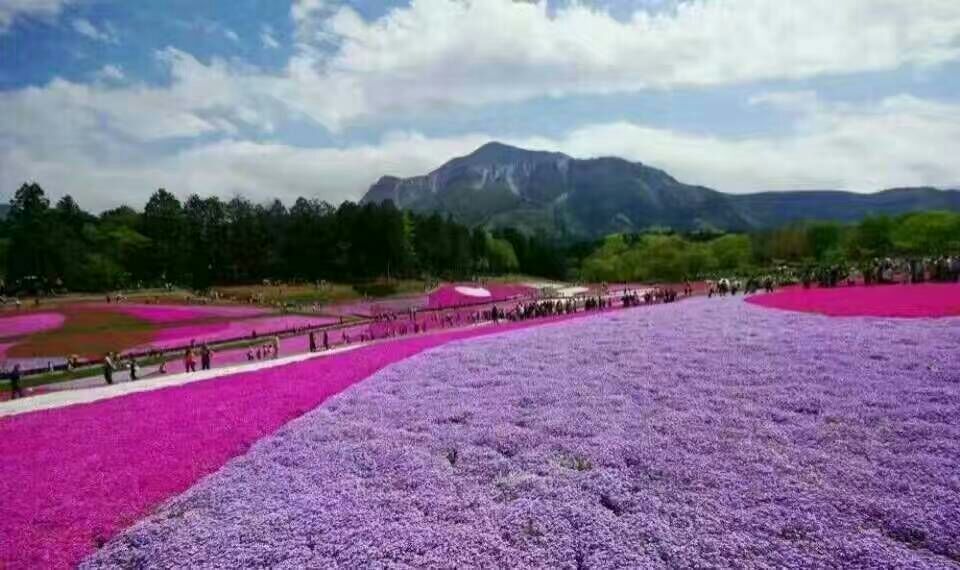 芝櫻花海 芝櫻批發(fā)價(jià)格 芝櫻種植基地 芝櫻小苗