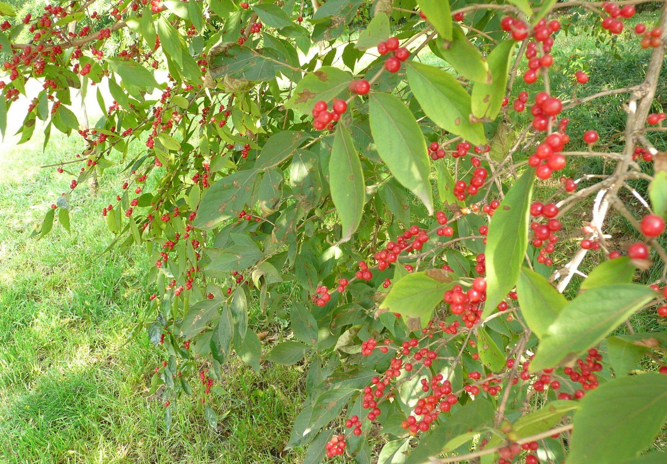 定州紅花麥李報(bào)價(jià) 河北重瓣麥李 北京麥李報(bào)價(jià) 定州供應(yīng)紅花麥李