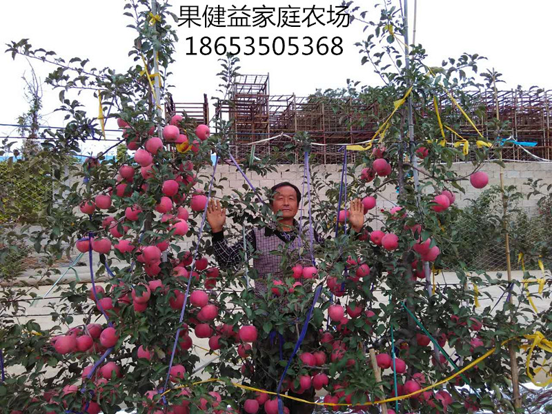 m9t337矮化自根砧成品蘋果苗
