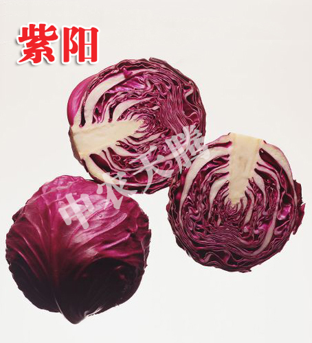 甘藍種子 進口甘藍種子荷甘2號甘藍種子