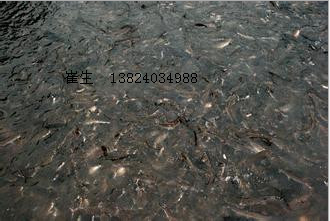 優(yōu)質(zhì)青魚(yú)苗 人工養(yǎng)殖 淡水青魚(yú)苗黑草魚(yú)