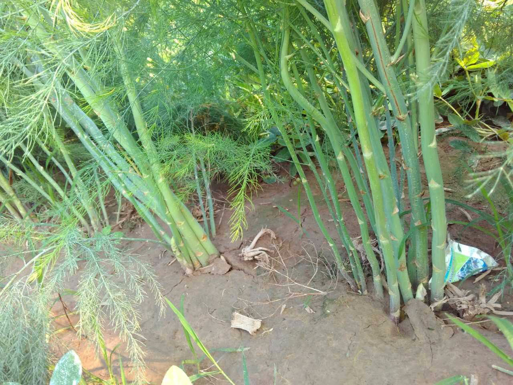 進(jìn)口蘆筍種子   蒙德歐蘆筍種子     蘆筍種子價格