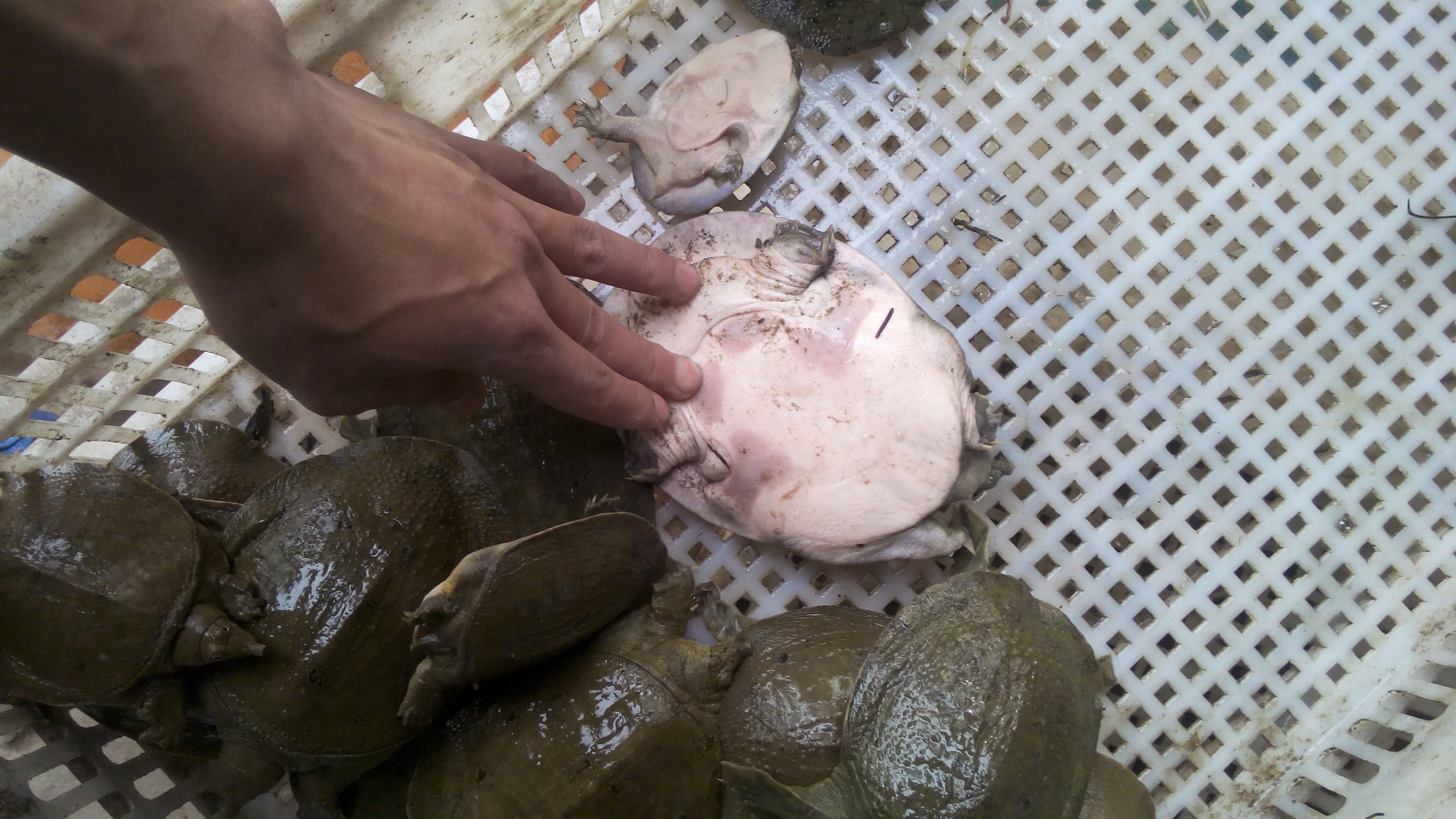 重慶外塘*重慶甲魚苗養(yǎng)殖廠批發(fā)中華鱉甲魚苗多少錢