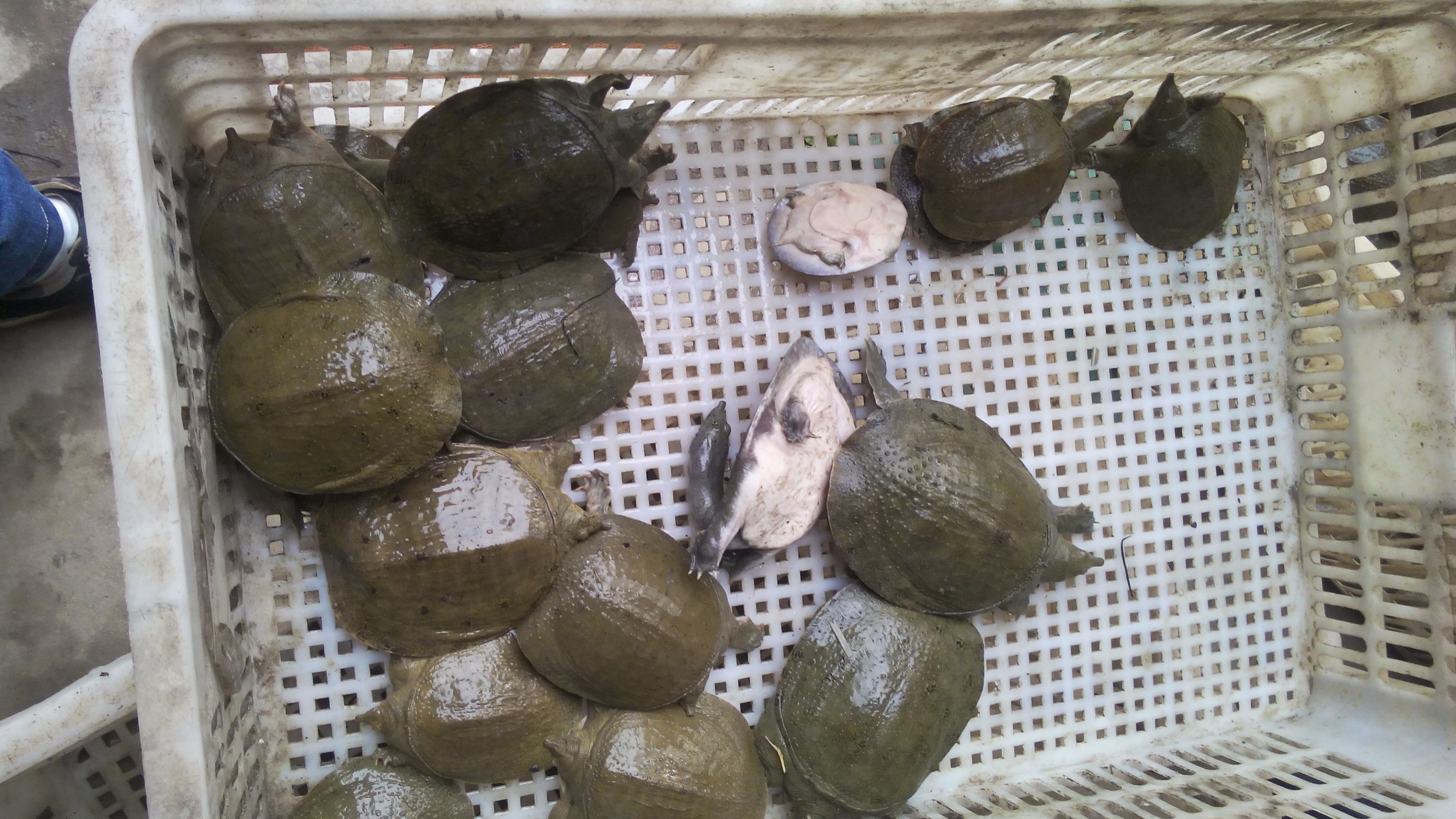 重慶外塘*重慶甲魚苗養(yǎng)殖廠批發(fā)中華鱉甲魚苗多少錢