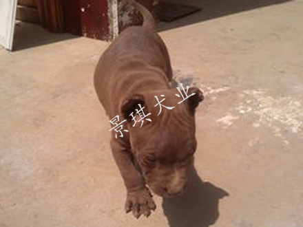 湖南比特犬繁殖基地 景琪犬業(yè)常年出售 比特犬 大體比特犬