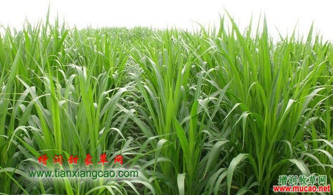 2017年甜象草種節(jié)_皇竹草種節(jié) 2017年甜象草皇竹草種節(jié)批發(fā)