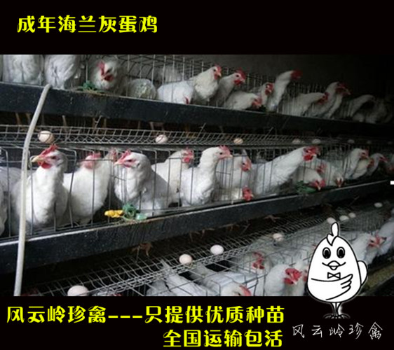 清遠(yuǎn)高產(chǎn)蛋雞苗出售-清遠(yuǎn)海蘭灰蛋