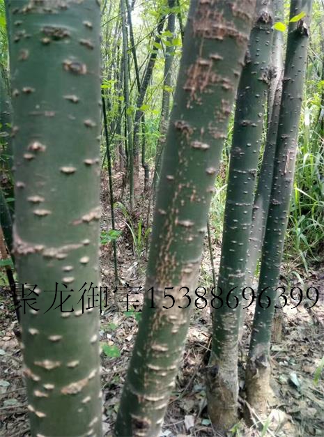 西安速生國槐批發(fā)，速生國槐樹苗價