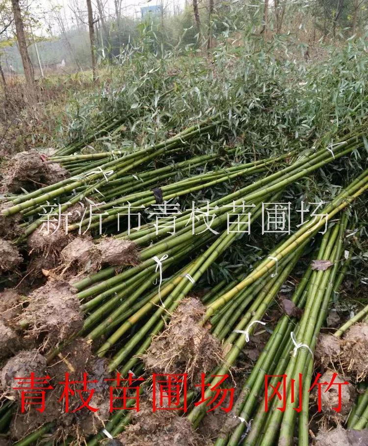紫竹苗 青竹苗 金鑲玉竹苗