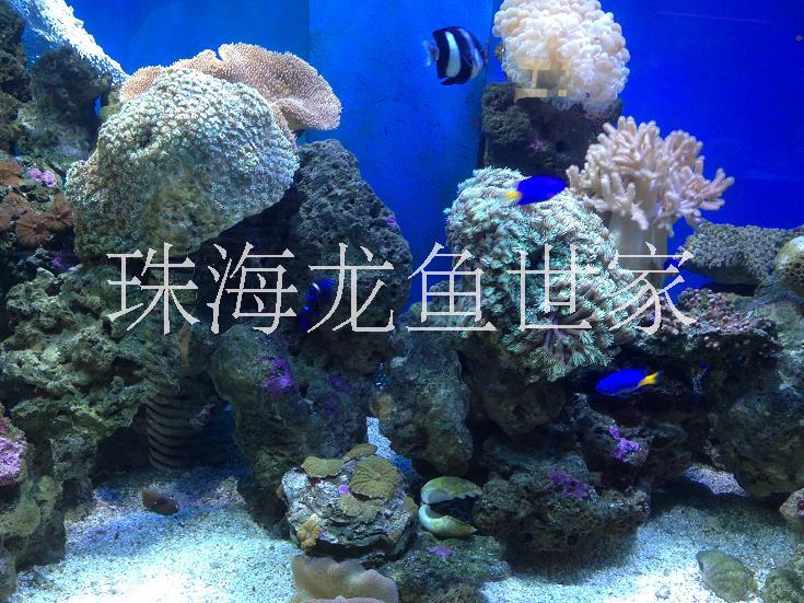 珠海生態(tài)魚缸定做 海草魚缸定做
