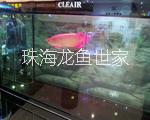 珠海批量魚(yú)缸 超白玻璃魚(yú)缸 海草珊瑚魚(yú)缸