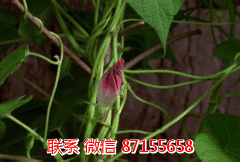 供應(yīng)pS光柵板 供應(yīng)pS光柵板立體光柵板廠家直銷