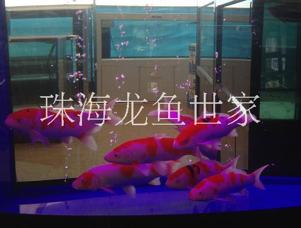 珠海魚(yú)缸定做 酒樓海鮮池定做 超白玻璃魚(yú)缸定做