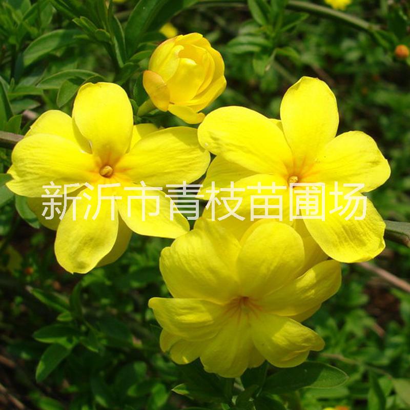 迎春花銷售廠家批發(fā)迎春