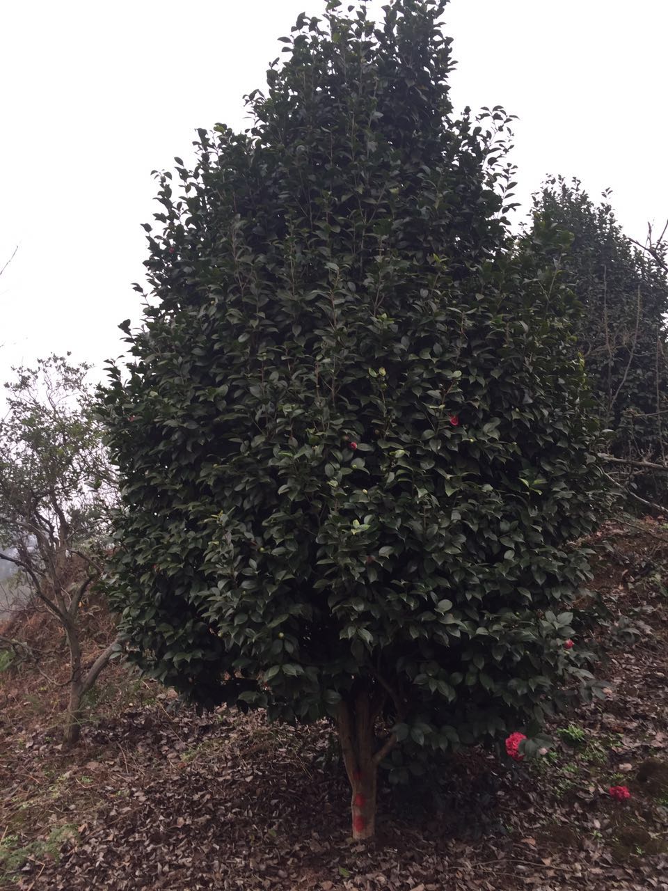 四川茶花苗種植基地/茶花苗種植基地電話/茶花苗種植基地