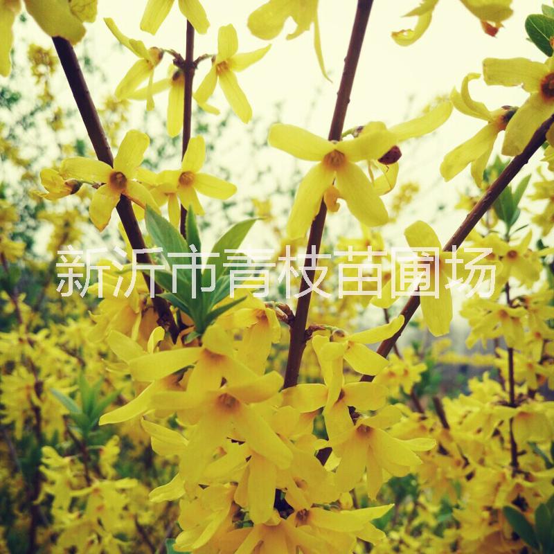 迎春花銷售廠家批發(fā)迎春