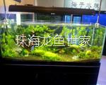 珠海批量魚(yú)缸 超白玻璃魚(yú)缸 海草珊瑚魚(yú)缸