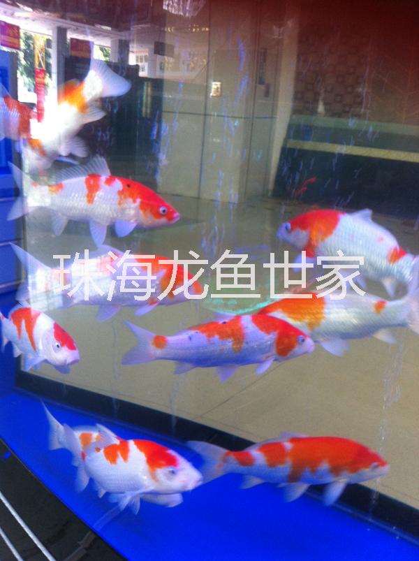 順德魚缸 大型魚缸訂制 玻璃魚缸 珊瑚魚缸