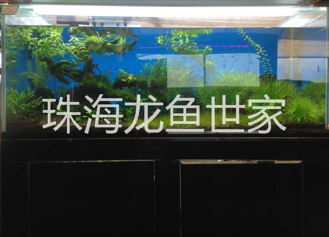 珠海珊瑚魚缸定做 海鮮池定做 批發(fā)零售玻璃魚缸