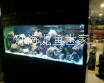 海水珊瑚缸批發(fā) 金龍魚(yú) 紅龍魚(yú) 鯊魚(yú)缸