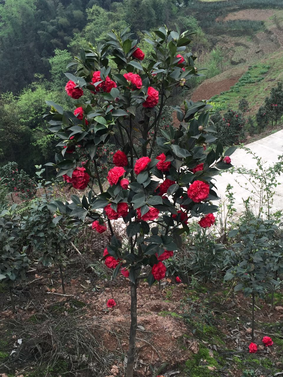四川茶花苗種植基地/茶花苗種植基地電話/茶花苗種植基地