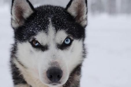 哈士奇犬提供哈士奇成犬幼犬價格哈士奇價格純種哈士奇價格雙血統(tǒng)哈