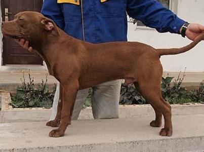 那里有純種比特犬.純種比特犬多少錢一只.比特犬幼犬什么價(jià)格