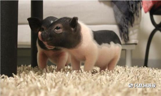 常年提供寵物豬.常年提供巴馬*種豬.巴馬*種豬價格 純種* 純種*幼崽