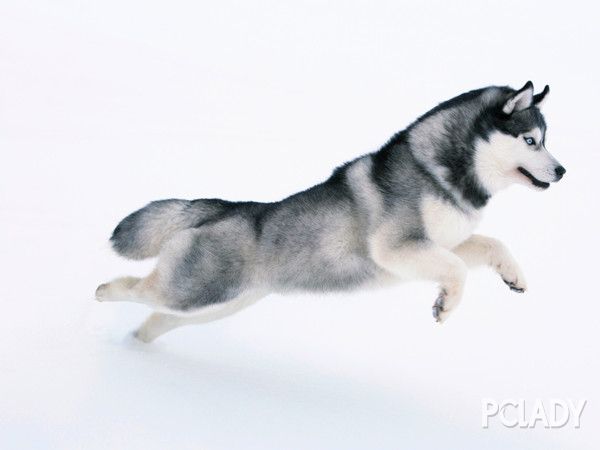 哈士奇犬提供哈士奇成犬幼犬價格哈士奇價格純種哈士奇價格雙血統(tǒng)哈