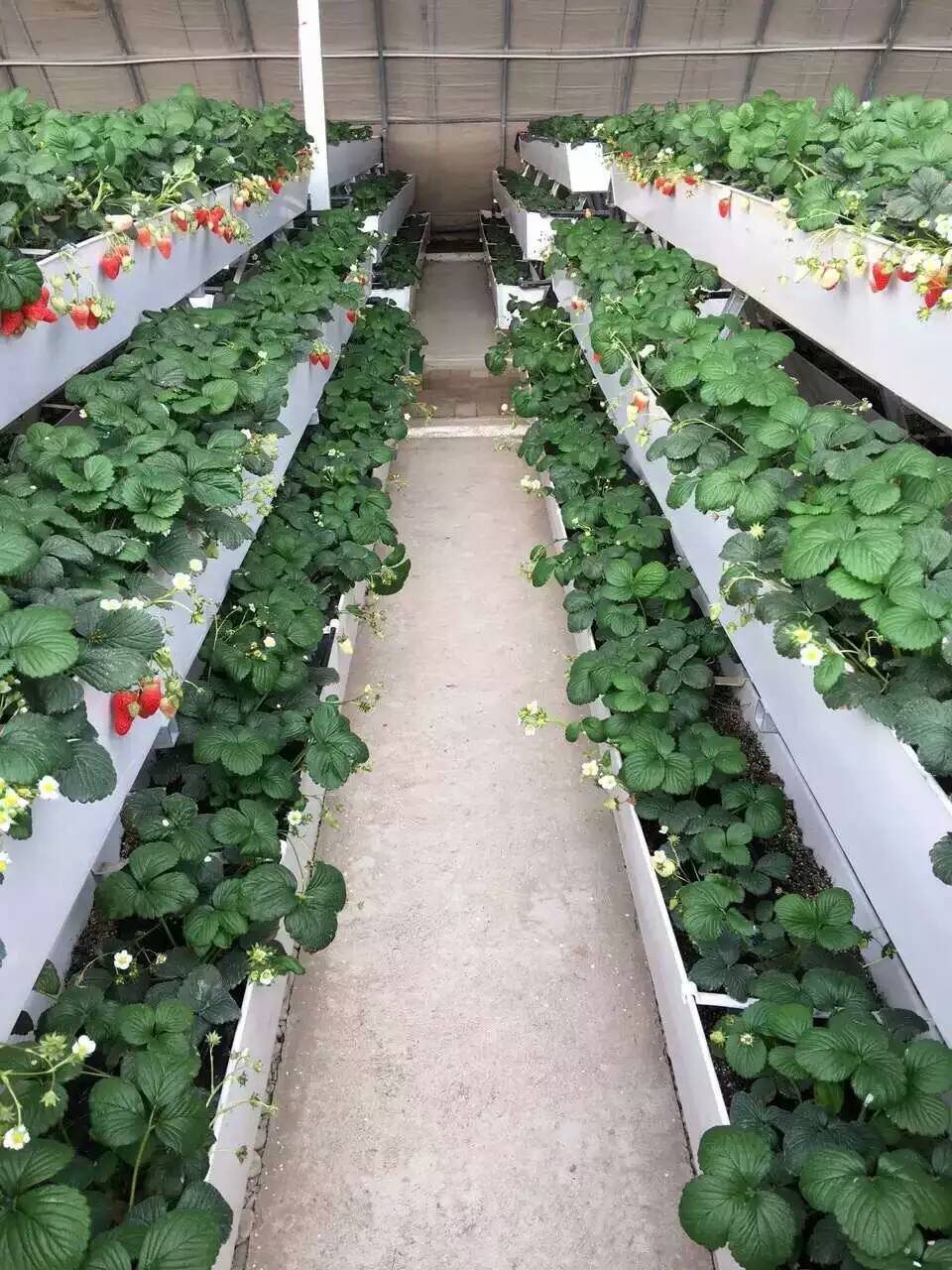 無(wú)土栽培槽、立體種植槽、育苗槽、