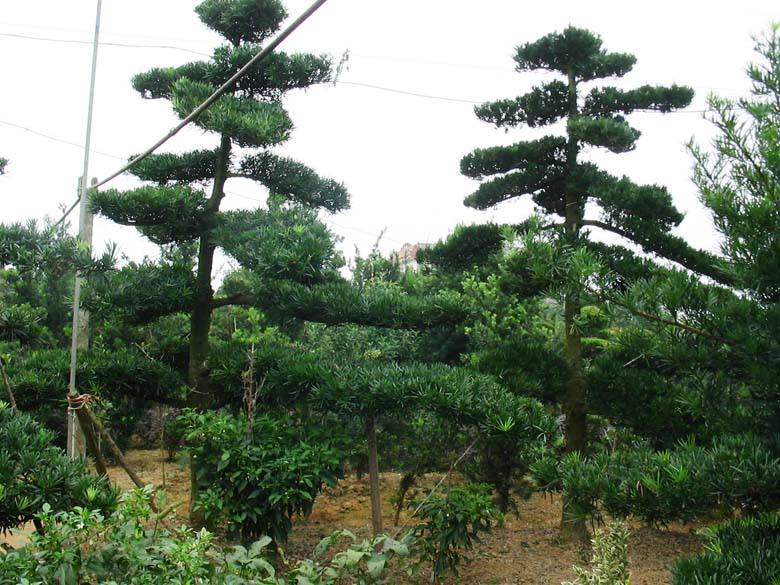 羅漢松出售   羅漢松造型供應(yīng)   羅漢松報(bào)價(jià)   羅漢松樁景