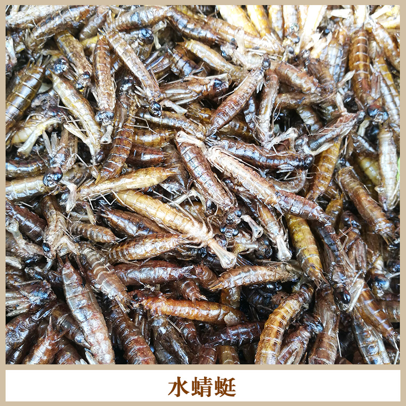 高蛋白食品冰鮮水蜻蜓 食用*昆蟲食材冰鮮水*/蜻蜓幼蟲