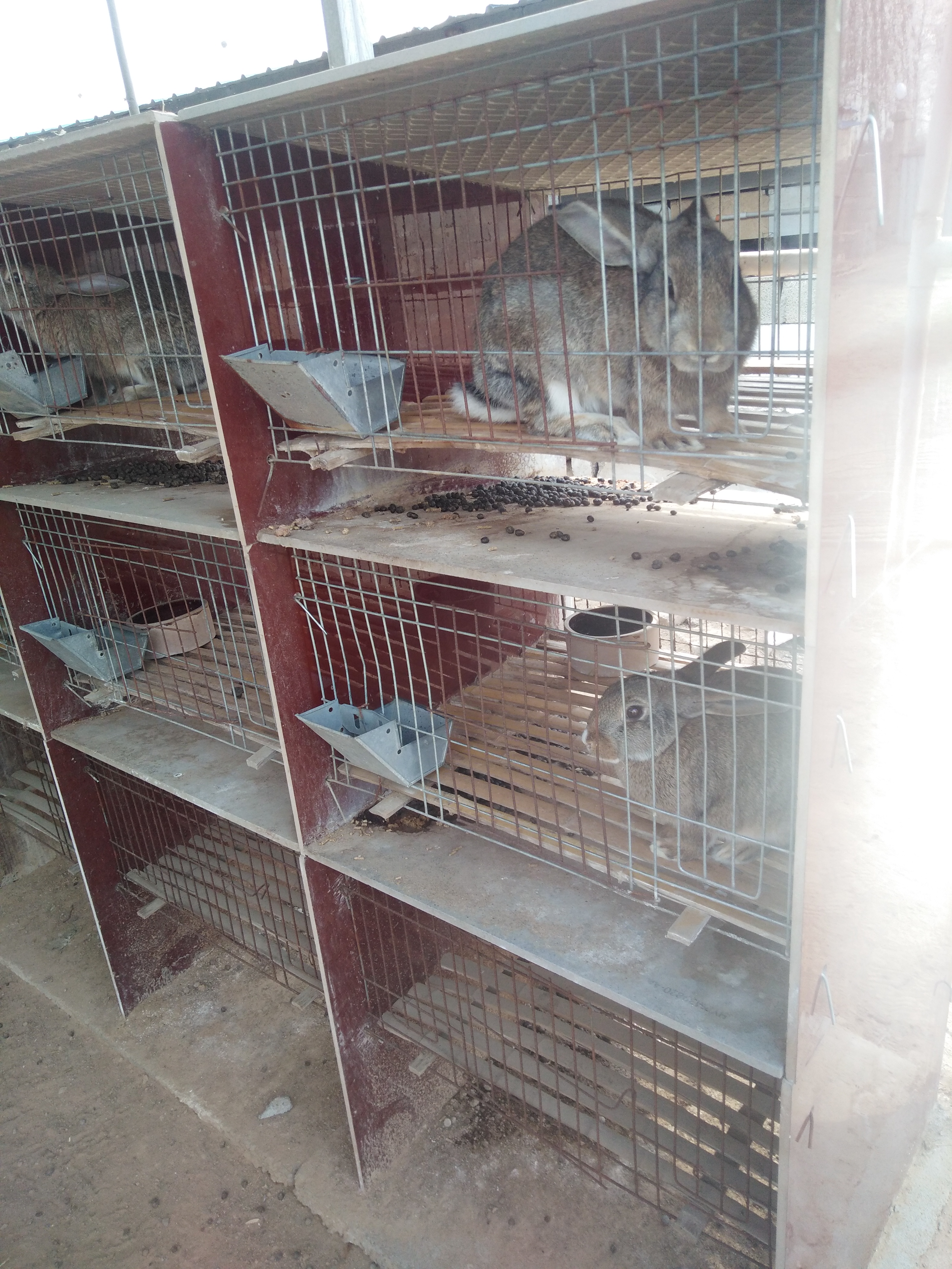 新西蘭肉兔兔子一只多少錢