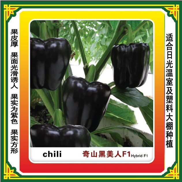 奇山黑美人方形甜椒種子  優(yōu)質(zhì)品種 盛琪種業(yè)公司推出優(yōu)質(zhì)高產(chǎn)方形甜椒種子