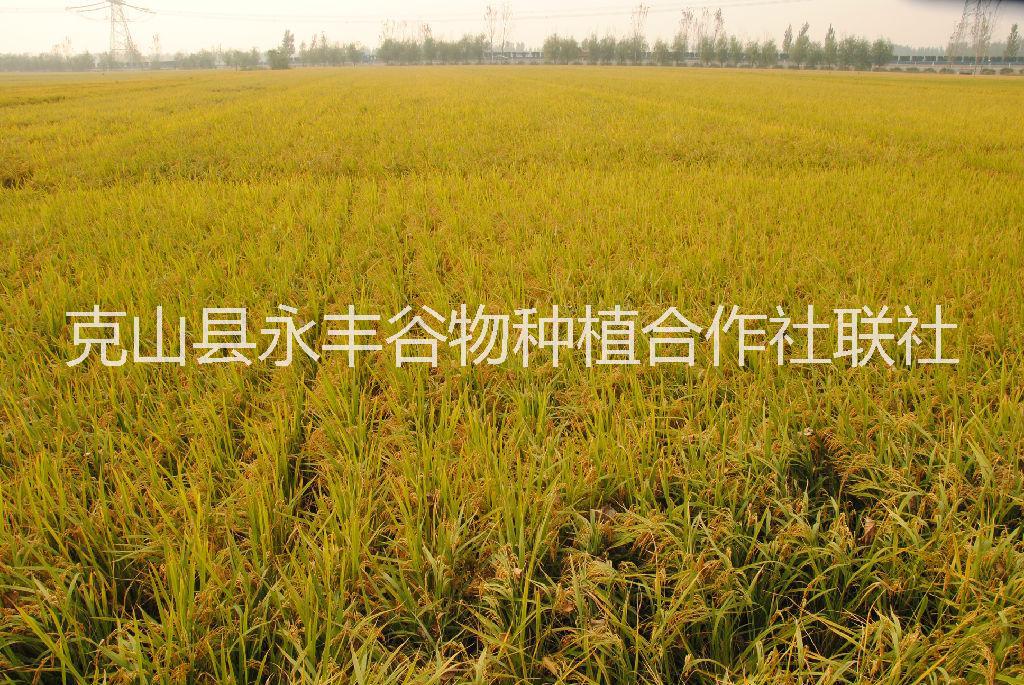 龍克富硒大米禮盒普裝