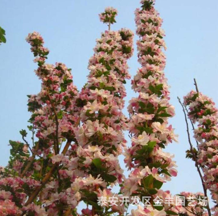 北美海棠 北美海棠苗批發(fā)價格 北美海棠苗*出售 北美海棠苗供應(yīng)商 山東泰安海棠苗供應(yīng) 海棠苗價格 海棠苗直銷