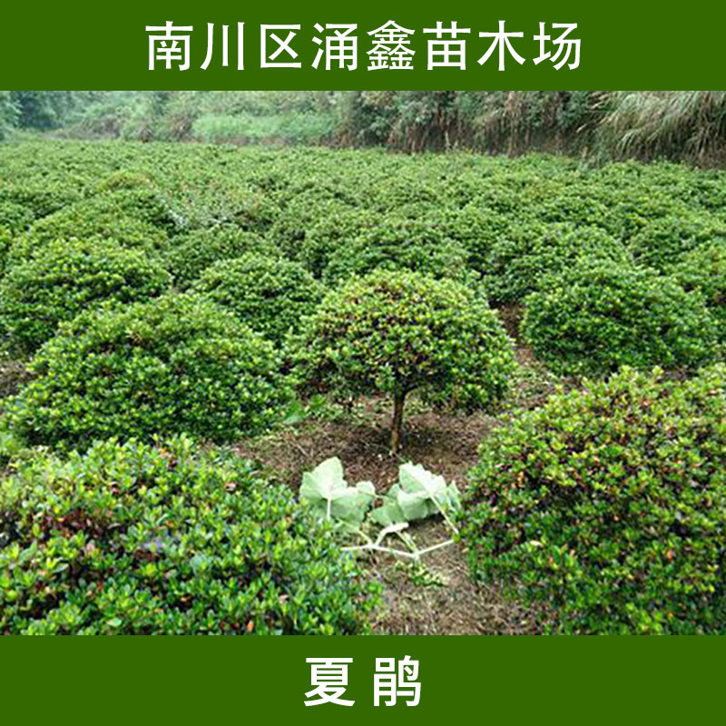 重慶涌鑫苗木場(chǎng)夏鵑 常綠灌木四季開花*花/映山紅滿山紅苗木批發(fā)