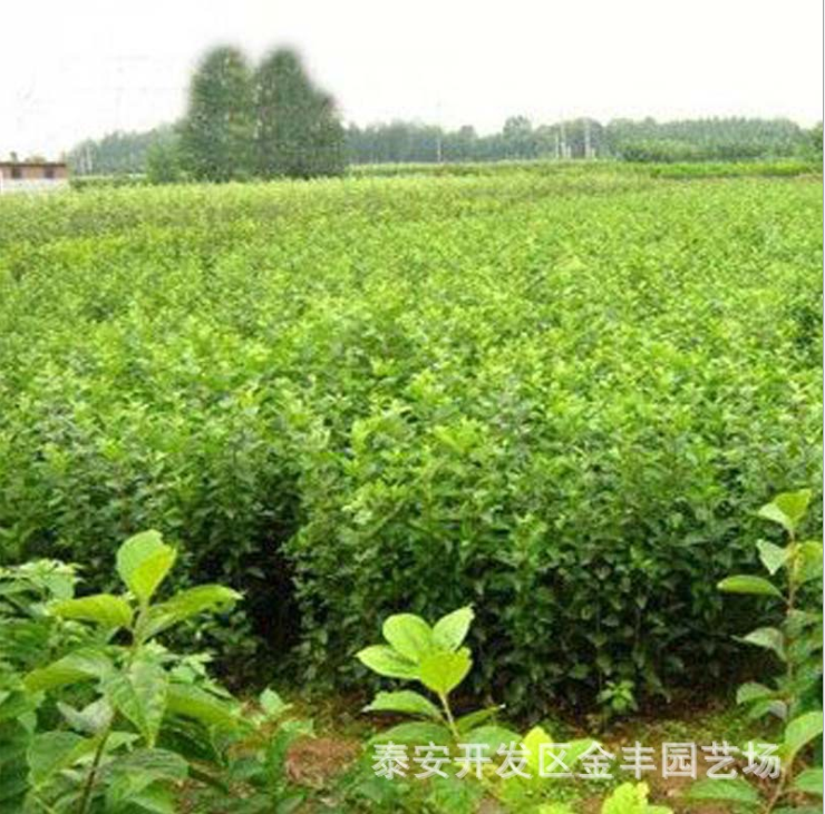 北美海棠 北美海棠苗批發(fā)價格 北美海棠苗*出售 北美海棠苗供應(yīng)商 山東泰安海棠苗供應(yīng) 海棠苗價格 海棠苗直銷