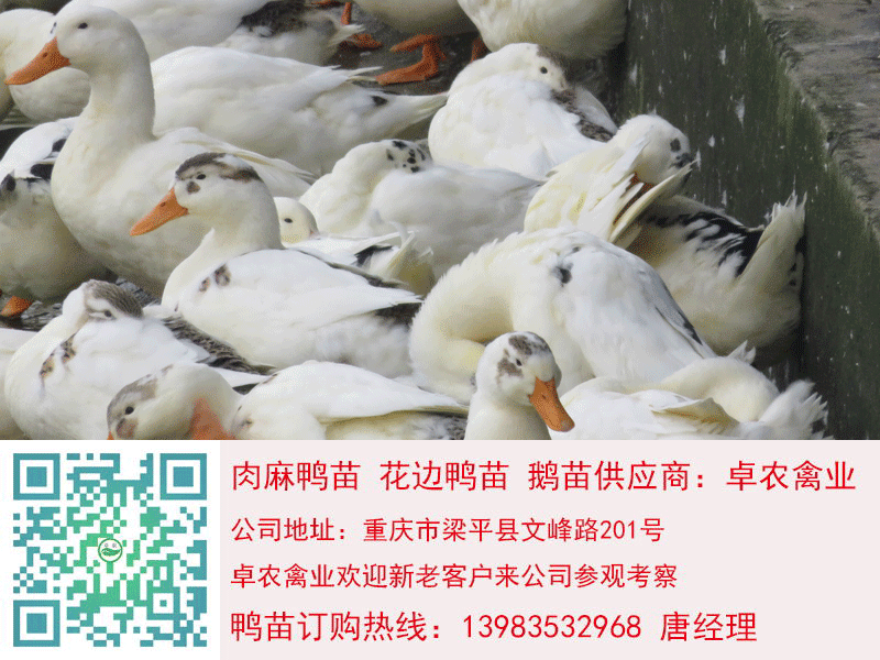石柱花邊鴨苗；石柱麻鴨苗批發(fā)
