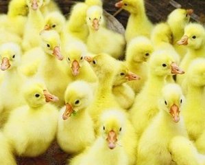 鄆城鵝苗孵化場@優(yōu)質(zhì)鵝苗批發(fā)價(jià)格@鵝苗技術(shù)-鄆城鵝苗孵化場苗報(bào)價(jià)-鄆城鵝苗孵化場苗